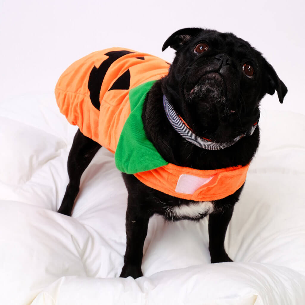sesame pug halloween dog collar pumpkin