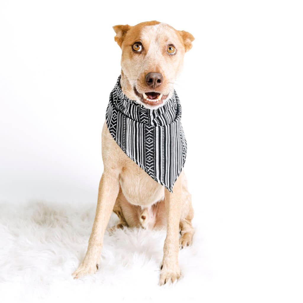 black and white dog bandana