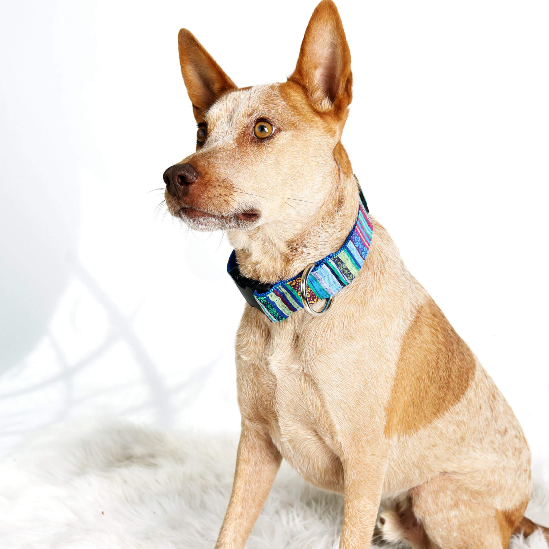 wide dog collar cattle dog
