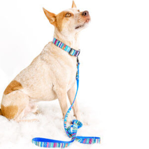 cow dog collar parasol and leash