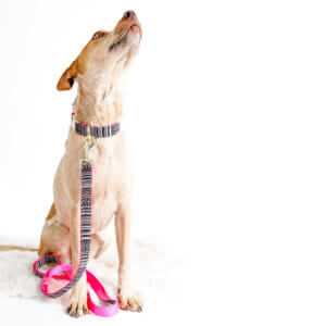 cow dog collar paz beachy