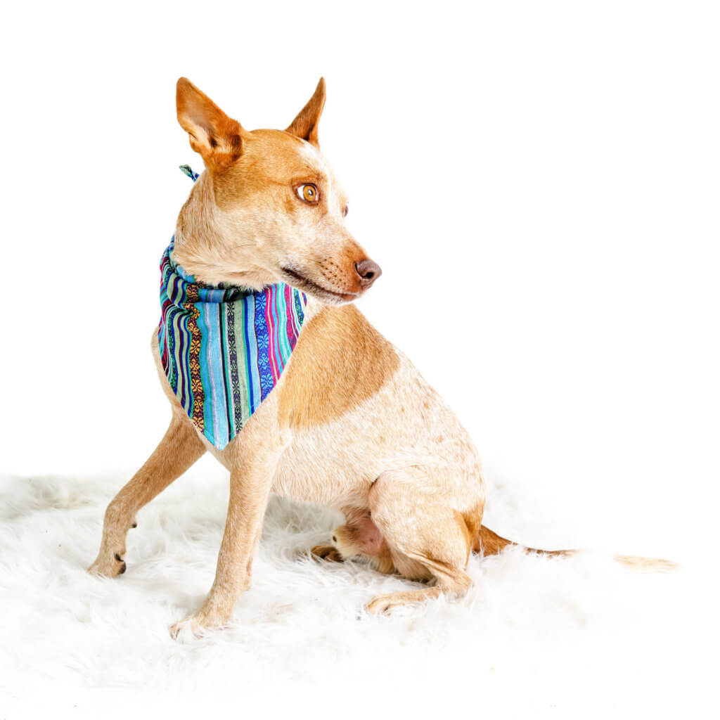 cattle dog bandana