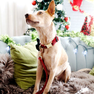 heeler holiday glitter dog collar