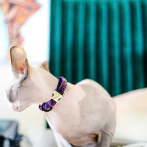 hairless cat glitter collar