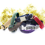 Starlight Glitter Velvet Dog Collar -- Holiday Collar