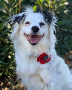 dog in poppy felt flower