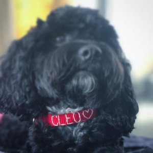 hand embroidered collar nylon on poodle