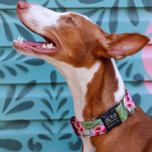 alta wide laminate collar on sight hound