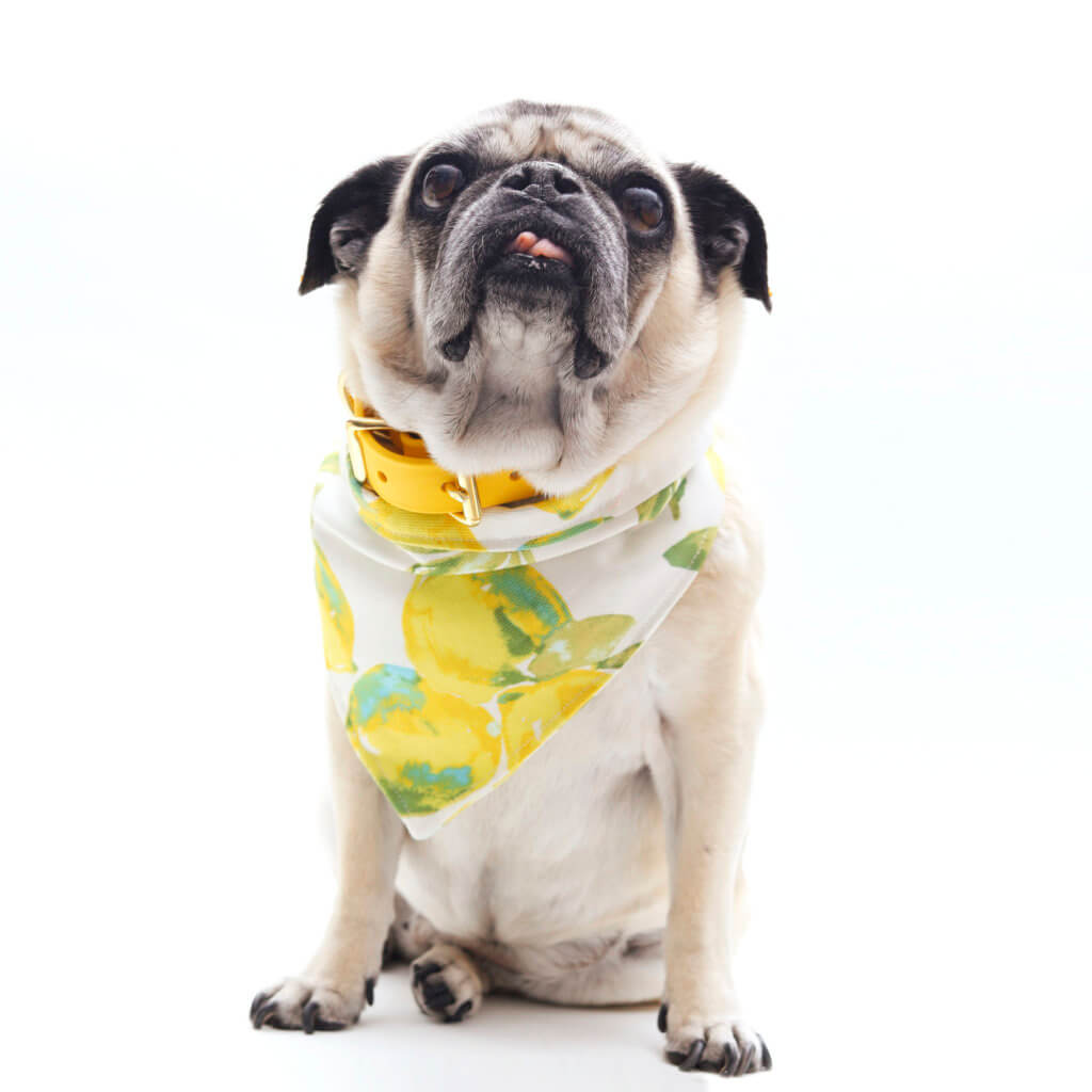 Pug lemon yellow dog collar