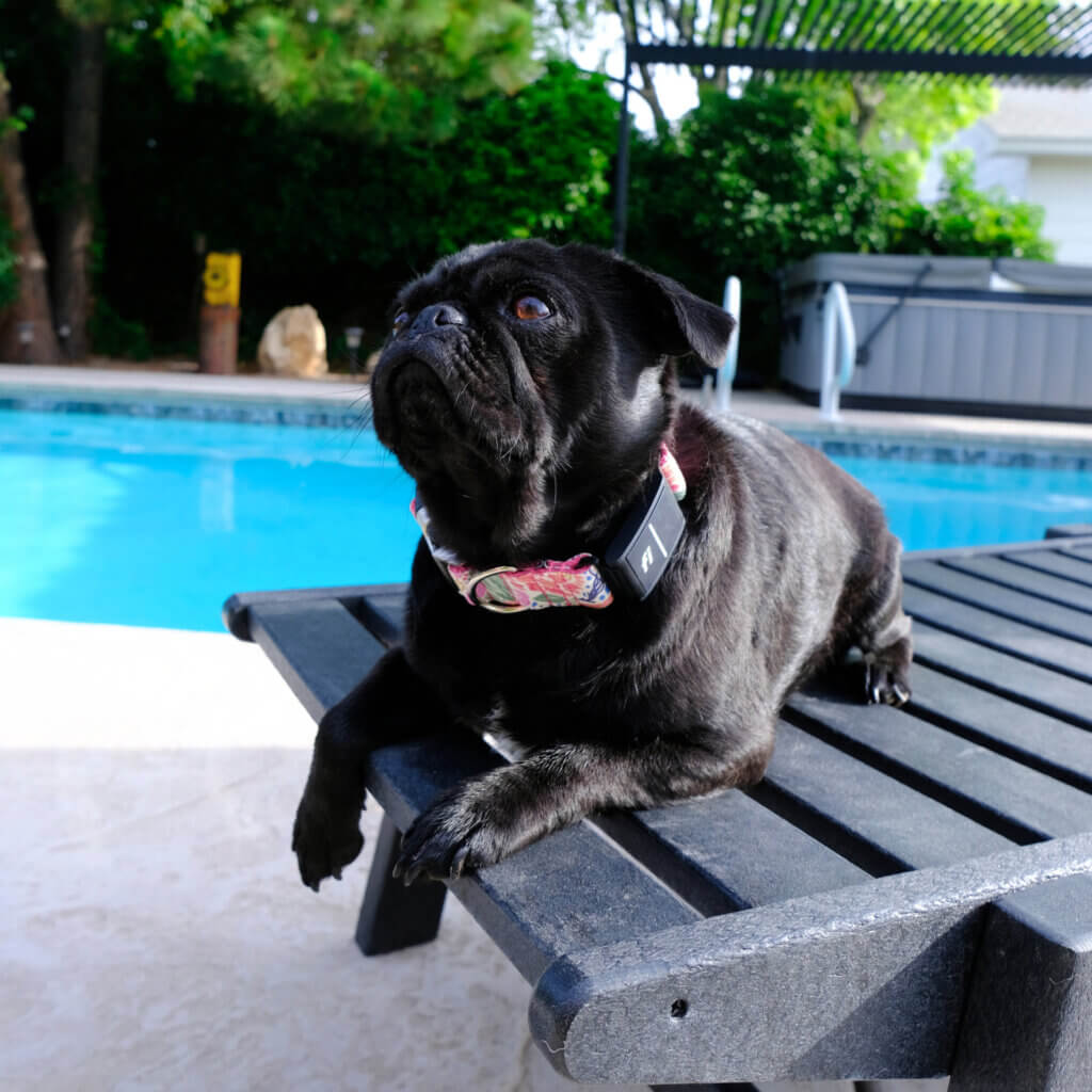 Fi Pool Canvas Square Pug