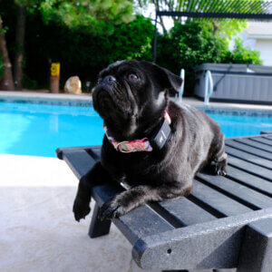 Fi Pool Canvas Square Pug