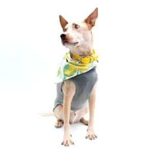 Heeler dog yellow collar
