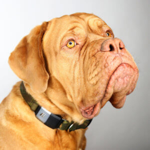 mastiff camo fi dog collar