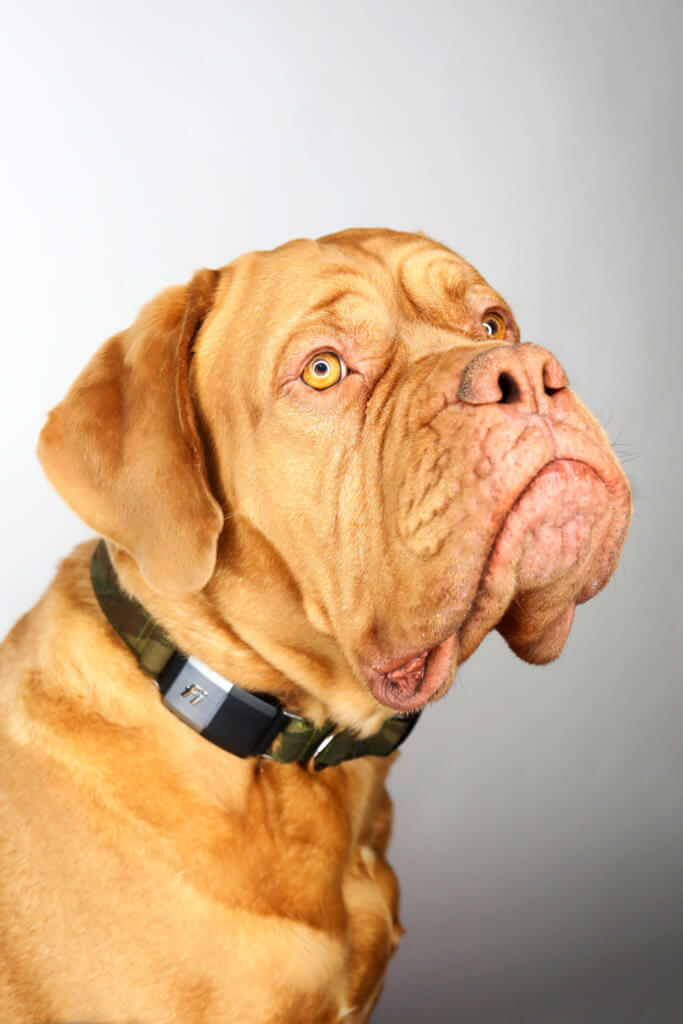 mastiff camo fi dog collar