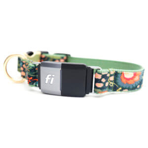 feminine floral fi dog collar