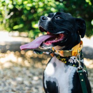 Boxer Voile Martingale Square