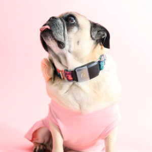 pug pink fi dog collar