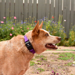 Fox in Reflective Fi Collar