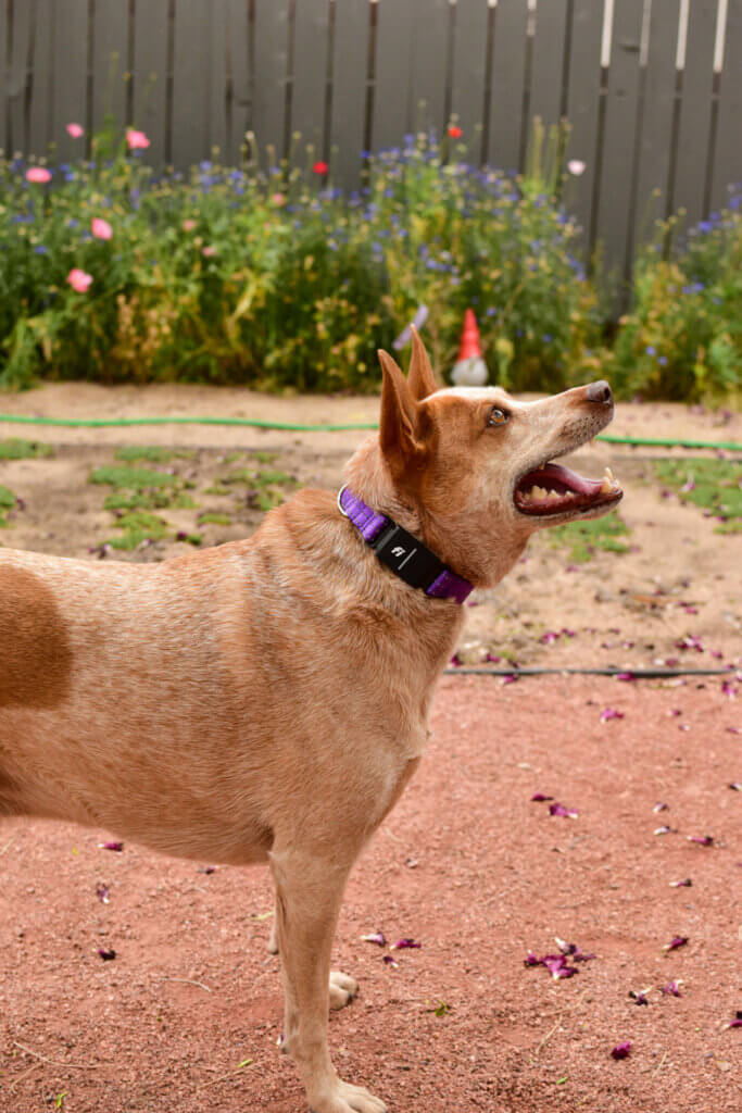 Fox reflective fi purple