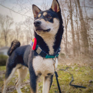 Jedi Velvet Fi and Rainbow shiba