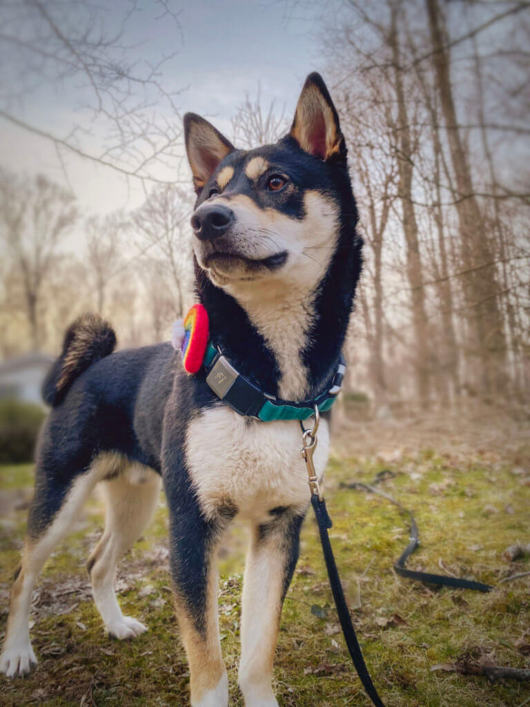 Jedi Velvet Fi and Rainbow shiba