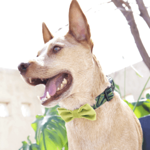 bonzai bow tie jungle green dog collar copy