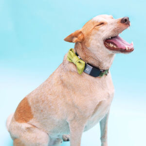 heeler bowtie Fi compatible dog collar velvet