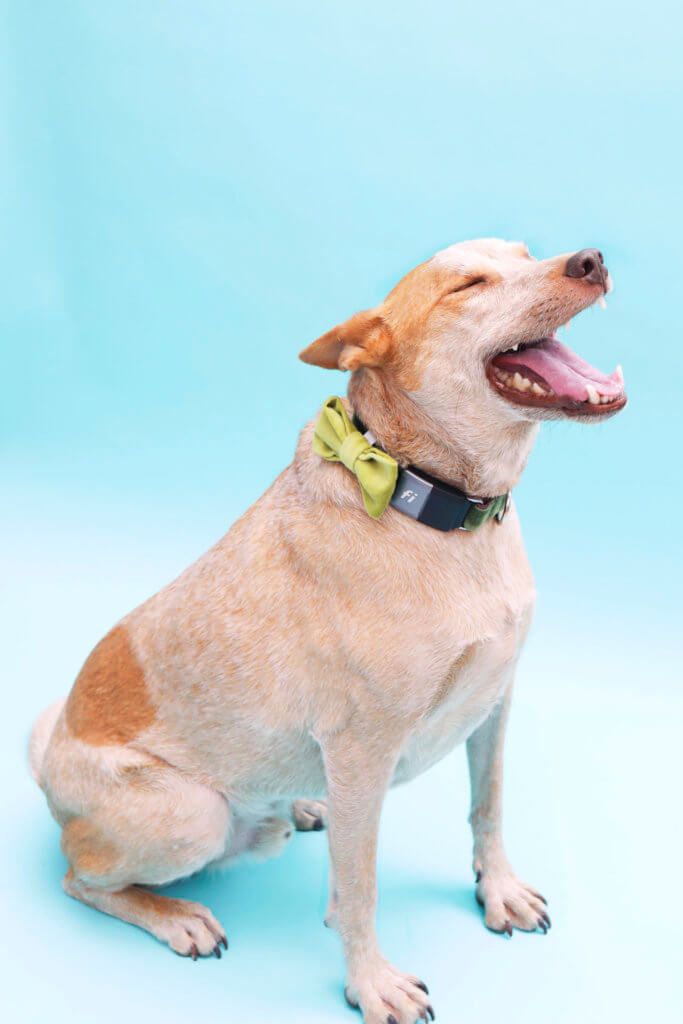 heeler bowtie Fi compatible dog collar velvet