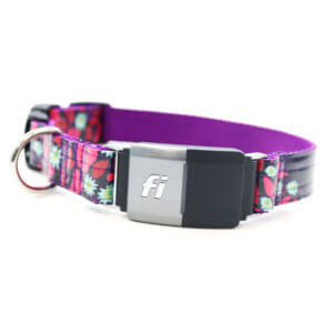 jasmine purple laminated Fi dog collar