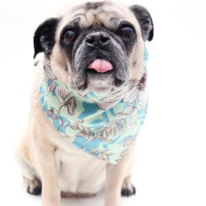 Aquaflor dog bandana floral pug bunny