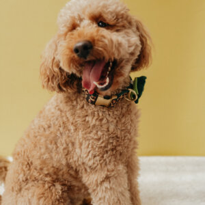 Doodle in Leopard Velvet Collar