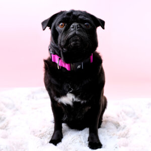 Fi 3 compatible pink nylon dog collar pug square