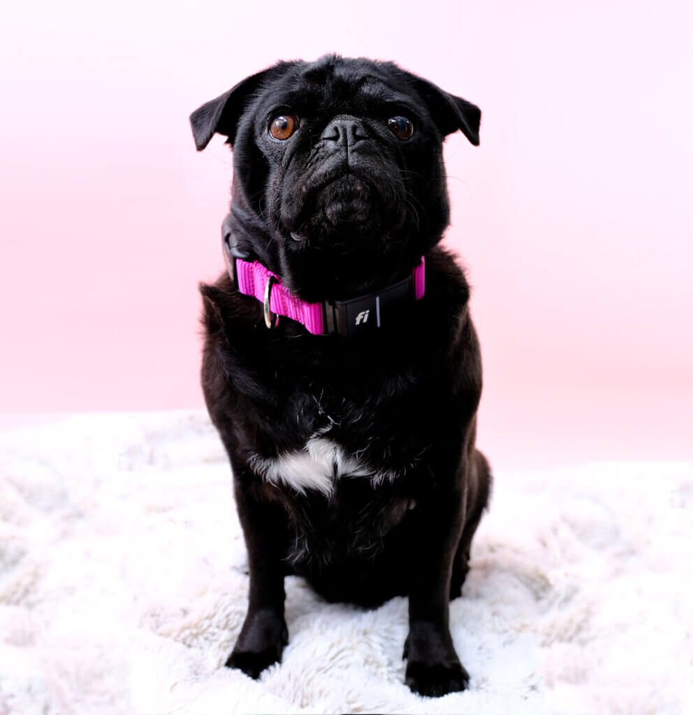 Fi 3 compatible pink nylon dog collar pug square