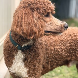 Fi Waterproof forest green on poodle