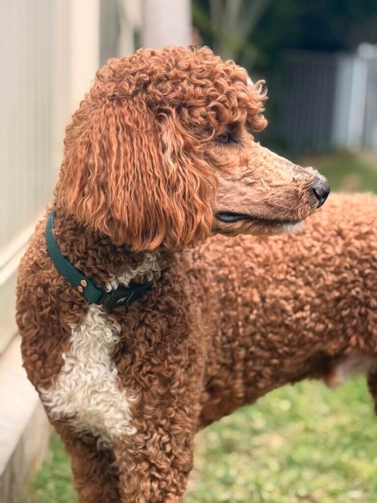 Fi Waterproof forest green on poodle