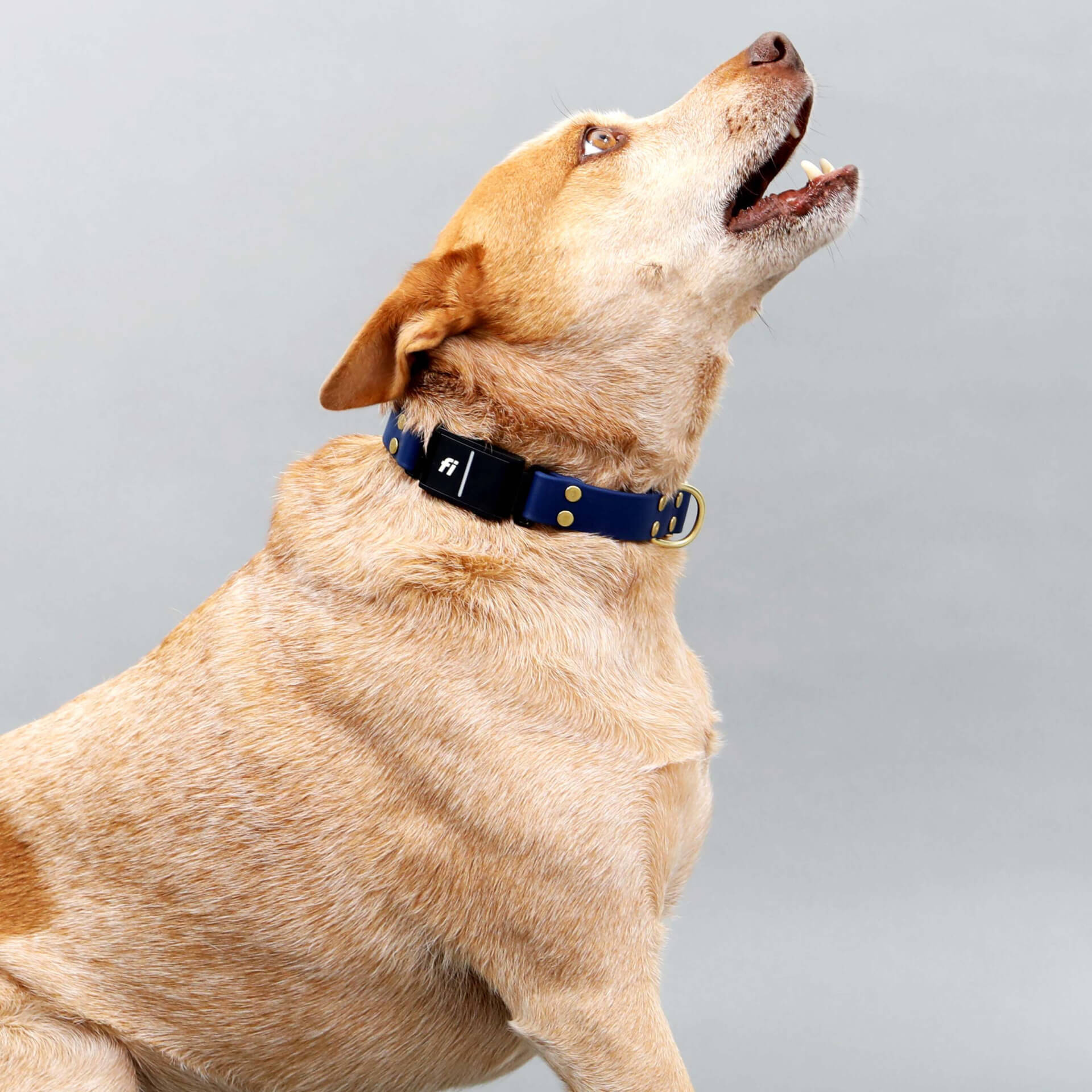 BioThane Collar for Small Dogs (5/8 Width) - Classic Brass