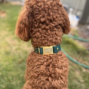 Koffee Fi Waterproof Collar