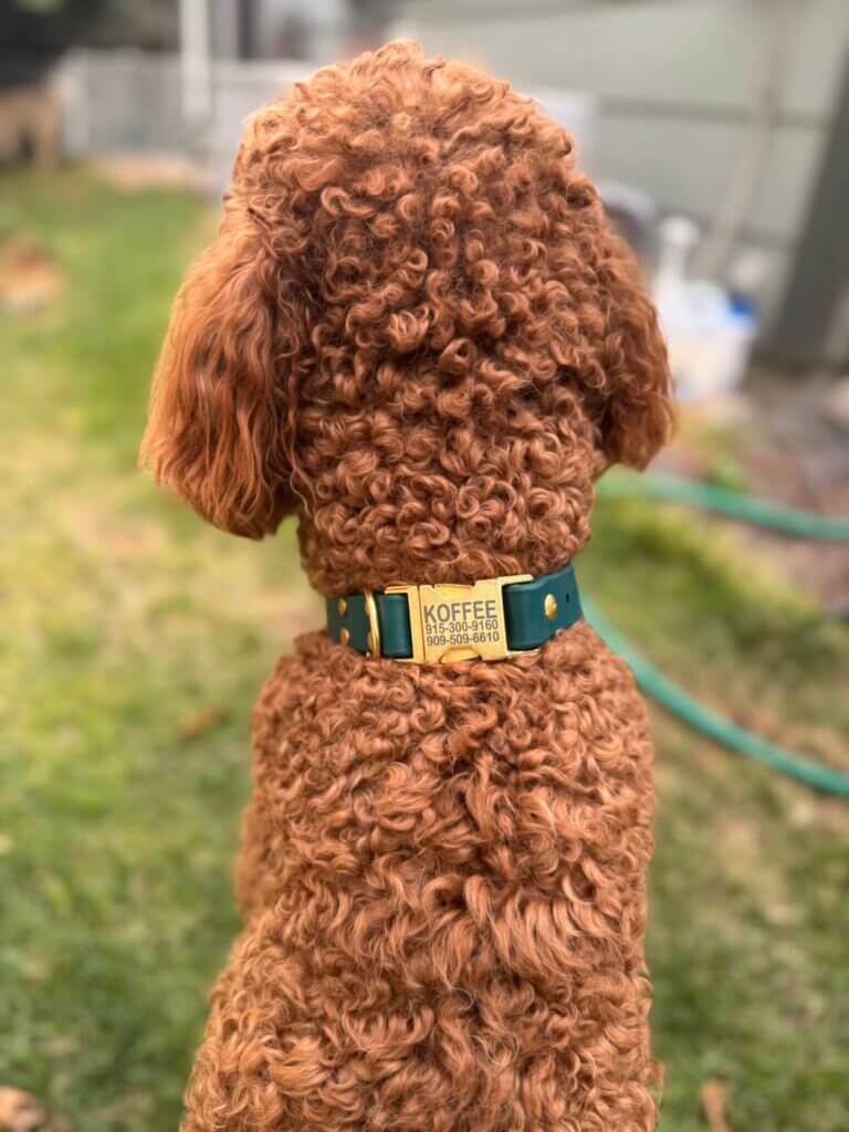 Koffee Fi Waterproof Collar