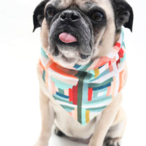 Lolli dog bandana bunny pug