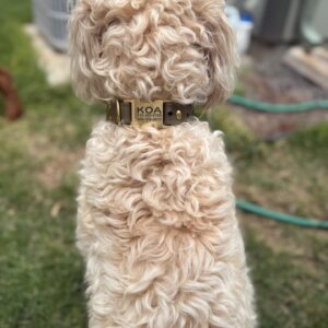 Fi Waterproof olive green on doodle