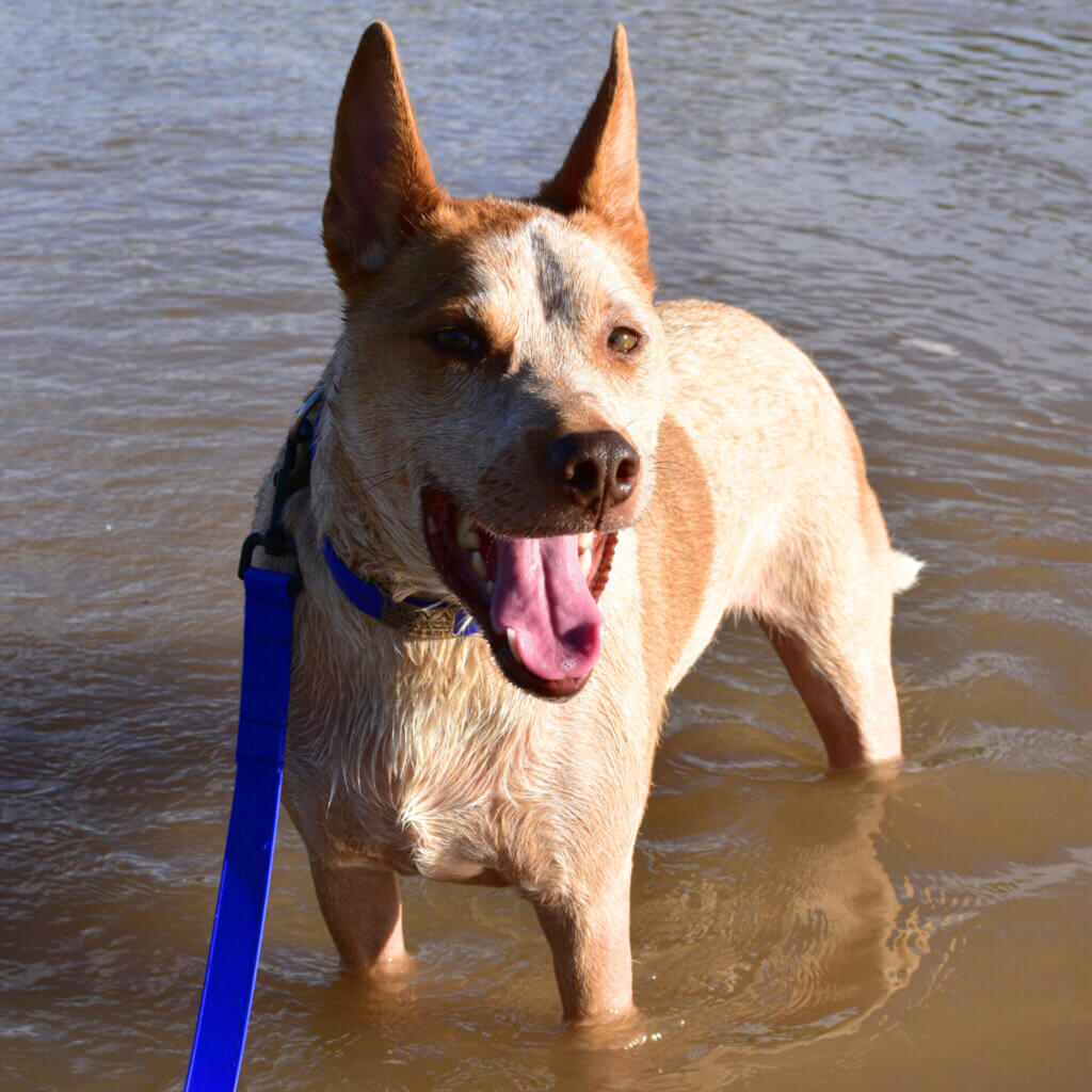Fox Lightweight Biothane Leash in water