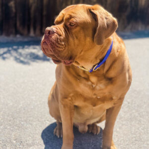 biothane dog collar mastiff