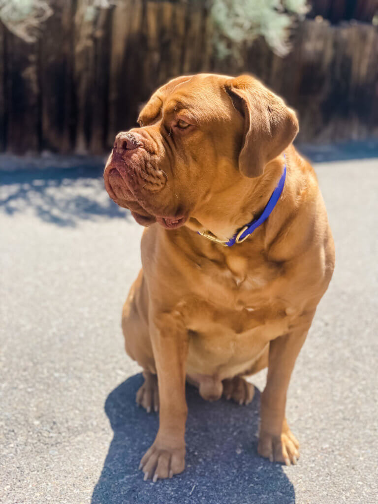 biothane dog collar mastiff