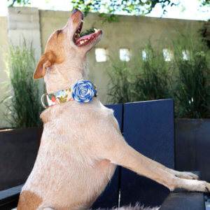 carnation dog collar flowers heeler fox