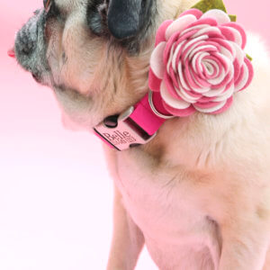 pug flower dog collar biothane collar