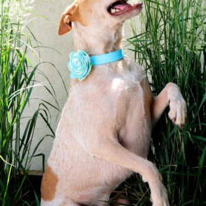 sky blue biothane collar heeler dog fox