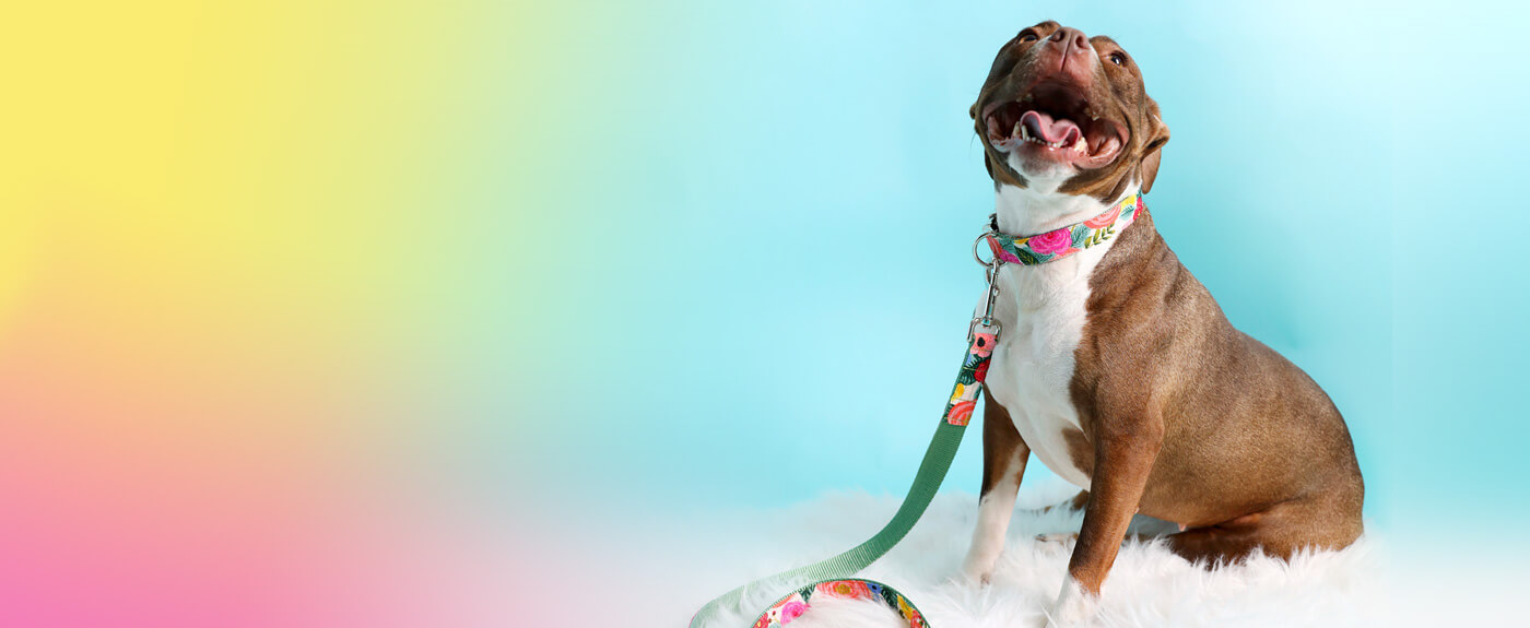 Dog Leash Types A Guide to 6 Popular Leashes