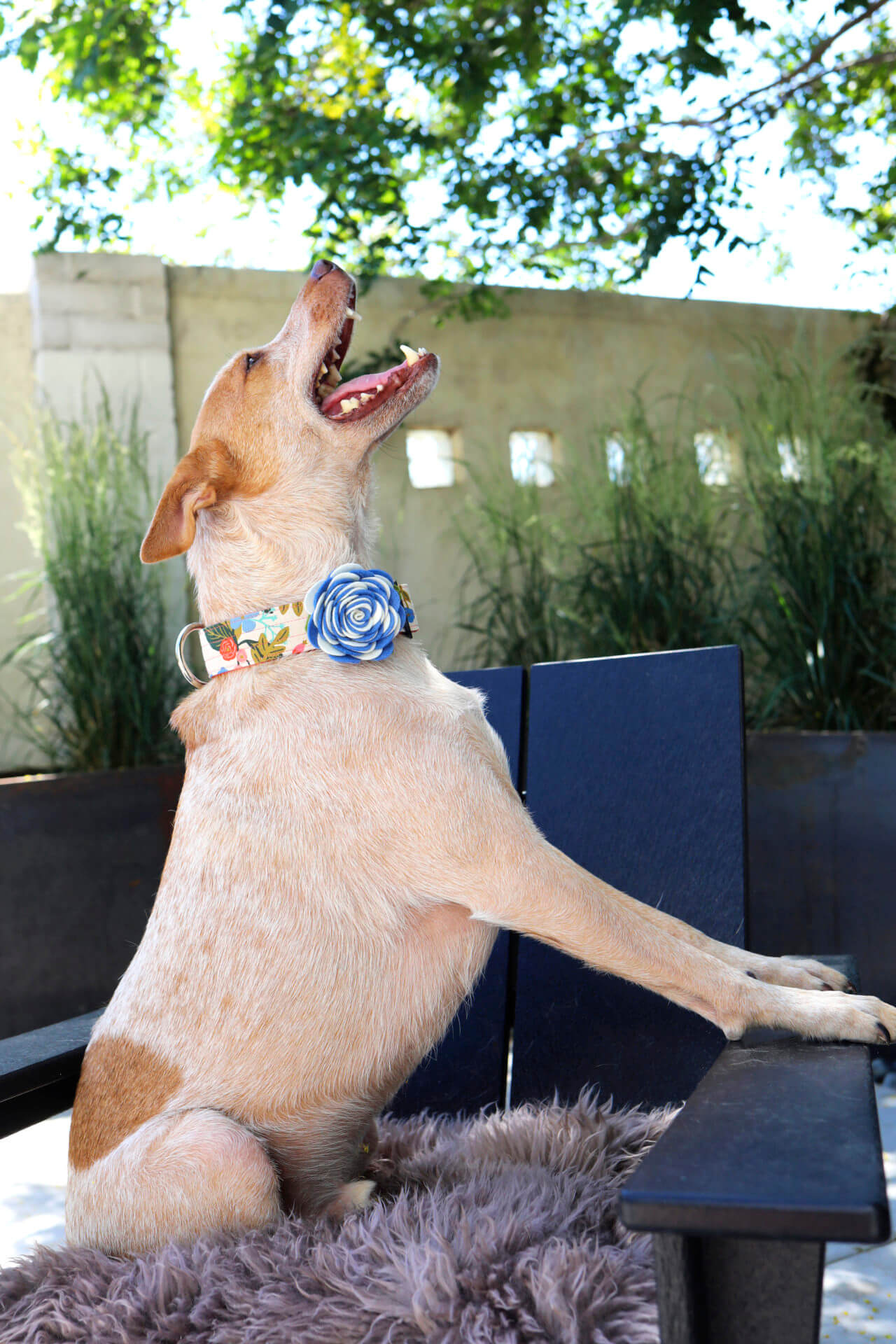 corsage dog collar heeler fox