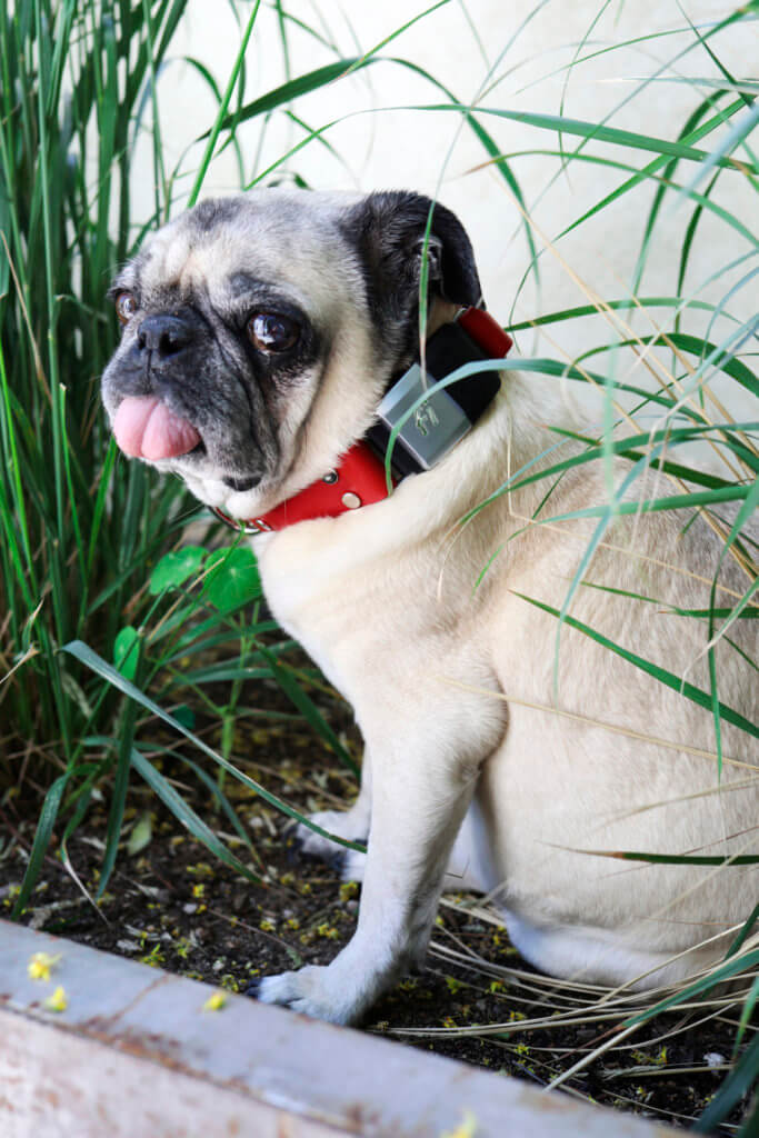 fi red leather dog collar bunny pug