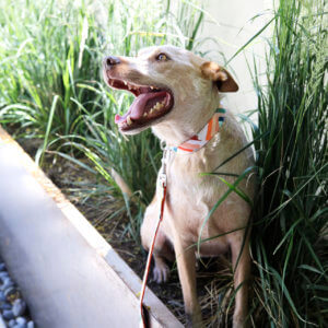 heeler dog collar geometric Lolli